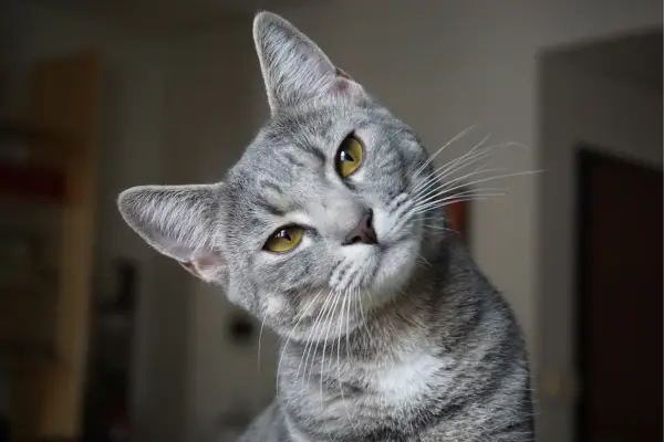 Como Lidar com Areia Higiênica de Argila para Gatos em Área de Serviço com Piso Frio